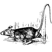 Дератизация. Борьба с крысами, мышами фото
