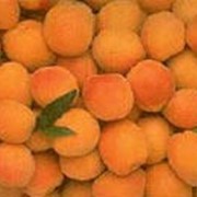 Масло абрикоса,100 мл фото