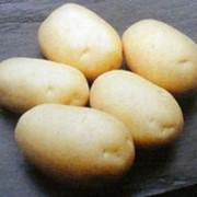 Картофель вид Джели 2РС фотография