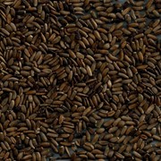 Семена Расторопши пятнистой - Milk Thistle seeds. фото