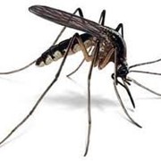 Дезинсекция, уничтожение, истребление комаров, избавиться от комаров