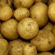 Сортовой картофель от производителя. фото