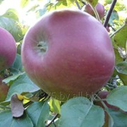 Сорт яблок "Заславское"