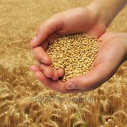Пшеница 1 класса фото