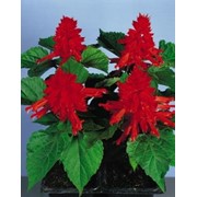 Сальвия фото