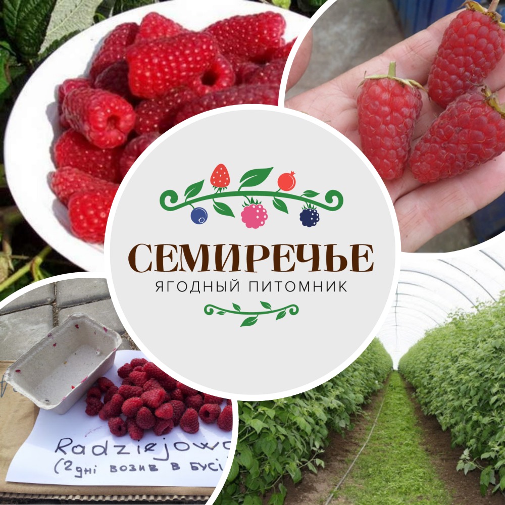 Купить Саженцы Алматы