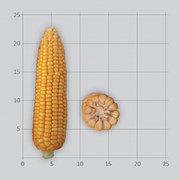 Семена гибридов кукурузы Лимагрен фото