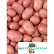 Продаж насіннєвої картоплі Белароза фото