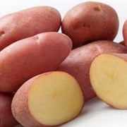 Семенной картофель из Беларуси. Картофель Манифест фото