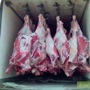 закупаем мясо котлетное свинное , говяжье фотография