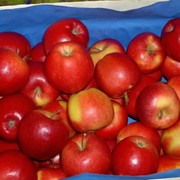 Яблоки свежие, Реализую яблоки польские оптом из Уральска! фотография