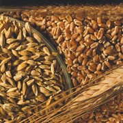 Фуражная пшеница 3 класса