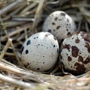 Яйца перепелиные в Украине, Купить, Цена