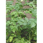 Картофель фото