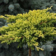 Можжевельник лежачий Кишиогама (Juniperus procumbens 'Kishiogama') фото
