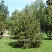 Сосна обыкновенная Pinus sylvestris Fastigiata Glauca 40-60cm,ko 2,0 l фотография