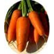 Семена морковки Борец оптом. Доставка по Украине
