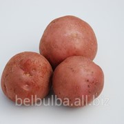 Картофель семенной Леди Розетта первой репродукции фотография