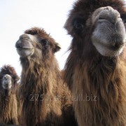 Племенные верблюды фото