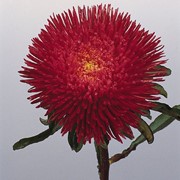 Семена цветов Астры Принцесса Бенари китайская 1000 шт. темно-красный фотография
