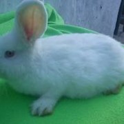 Кролики Белый Панон фото