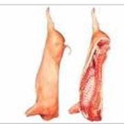 Оптовая продажа свинины в Украине и в странах СНГ фото