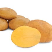 Сверхранние сорта картофеля