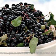 Арония черноплодная (Aronia melanocarpa, carpus Black chokeberry) плоды 100 грамм фото