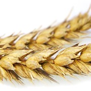 Перевозка зерновых культур