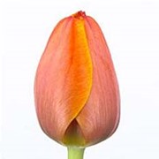 Срезанный цветок Тюльпан Ad Rem