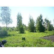 Участок 32 сотки в СПб Павловске фото