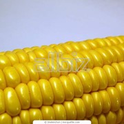 Кукуруза. Кукуруза семейства Злаки. Зерновые, бобовые и крупяные культуры фотография