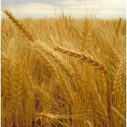 Озимая пшеница на экспорт