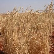 Пшеница яровая фото