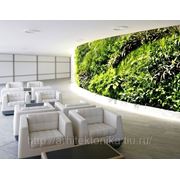 Вертикальное озеленение в интерьере (стена из растений) фотография