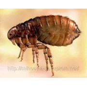 Избавиться от клопов тараканов блох муравьев ос и др. в Самарской обл. 89171024277