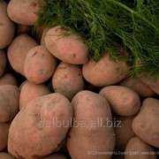 Картофель сорт Вектор Элита фото