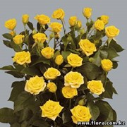 Роза кустарниковая Yellow_Babe фотография