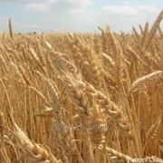 Пшеница мягкая озимая сорт Поэма Элита фото