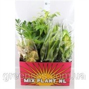 Комнатные растения микс -- Indoor plants mixed фото