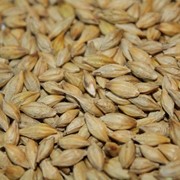 Пшеница фуражная закупка пшеницы фуражной оптом по всей Украине Днепропетровская область фото