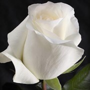 Роза импорт Белая фото