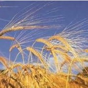 Пшеница продовольственная в Костанае, Казахстан фотография