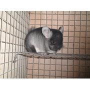 Шиншиллы фото