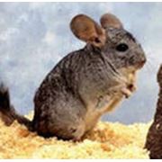 Шиншиллы фото