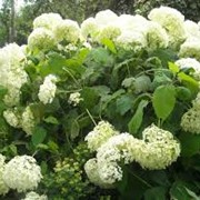 Гортензия Hydrangea Pan.Unique 3sh фотография