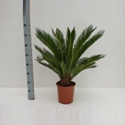Пальма цикас Революта -- Cycas Revoluta фото