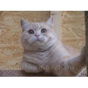 Уход за животными с кормами владельца животного в вольере 0,6мх1мХ1м фото