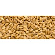 Пшеница семена Семена пшеницы. фотография