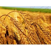 Пшеница зерна пшеницы фотография